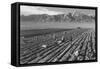 Farm, Farm Workers, Mt. Williamson in Background-Ansel Adams-Framed Stretched Canvas