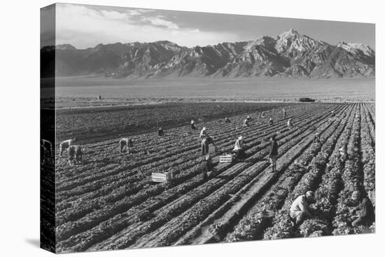 Farm, Farm Workers, Mt. Williamson in Background-Ansel Adams-Stretched Canvas