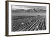 Farm, Farm Workers, Mt. Williamson in Background-Ansel Adams-Framed Art Print