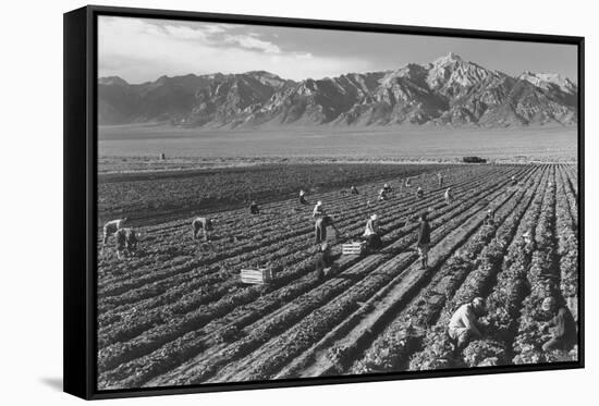 Farm, Farm Workers, Mt. Williamson in Background-Ansel Adams-Framed Stretched Canvas