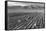 Farm, Farm Workers, Mt. Williamson in Background-Ansel Adams-Framed Stretched Canvas