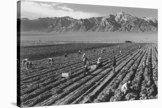 Farm, Farm Workers, Mt. Williamson in Background-Ansel Adams-Stretched Canvas