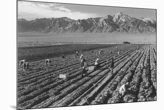 Farm, Farm Workers, Mt. Williamson in Background-Ansel Adams-Mounted Art Print