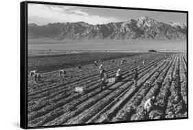 Farm, Farm Workers, Mt. Williamson in Background-Ansel Adams-Framed Stretched Canvas