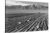 Farm, Farm Workers, Mt. Williamson in Background-Ansel Adams-Stretched Canvas