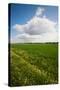 Farm Field in Springtime, Bergen, Lower Saxony, Germany-null-Stretched Canvas