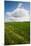 Farm Field in Springtime, Bergen, Lower Saxony, Germany-null-Mounted Photographic Print