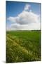 Farm Field in Springtime, Bergen, Lower Saxony, Germany-null-Mounted Photographic Print