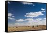 Farm Field, Sioux Falls, South Dakota, USA-Walter Bibikow-Framed Stretched Canvas