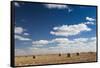 Farm Field, Sioux Falls, South Dakota, USA-Walter Bibikow-Framed Stretched Canvas