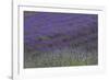 Farm Fields in Bloom at Lavender Festival, Sequim, Washington, USA-Merrill Images-Framed Photographic Print