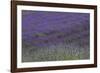 Farm Fields in Bloom at Lavender Festival, Sequim, Washington, USA-Merrill Images-Framed Photographic Print