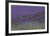 Farm Fields in Bloom at Lavender Festival, Sequim, Washington, USA-Merrill Images-Framed Photographic Print