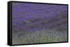 Farm Fields in Bloom at Lavender Festival, Sequim, Washington, USA-Merrill Images-Framed Stretched Canvas