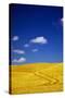 Farm Fields of Golden Harvest Wheat, Palouse Country, Washington, USA-Terry Eggers-Stretched Canvas