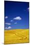 Farm Fields of Golden Harvest Wheat, Palouse Country, Washington, USA-Terry Eggers-Mounted Photographic Print