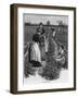 Farm Girls Harvesting-R Taylor-Framed Art Print