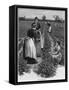 Farm Girls Harvesting-R Taylor-Framed Stretched Canvas