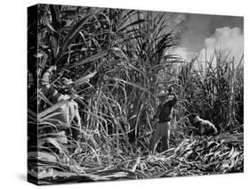 Farm Hands Working on a Sugar Cane Farm-Hansel Mieth-Stretched Canvas