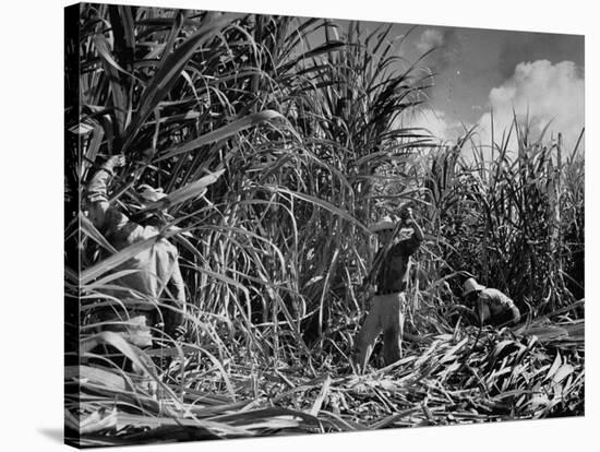 Farm Hands Working on a Sugar Cane Farm-Hansel Mieth-Stretched Canvas