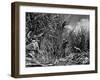 Farm Hands Working on a Sugar Cane Farm-Hansel Mieth-Framed Photographic Print