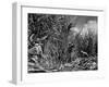 Farm Hands Working on a Sugar Cane Farm-Hansel Mieth-Framed Photographic Print