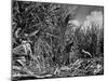 Farm Hands Working on a Sugar Cane Farm-Hansel Mieth-Mounted Photographic Print