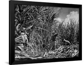 Farm Hands Working on a Sugar Cane Farm-Hansel Mieth-Framed Photographic Print