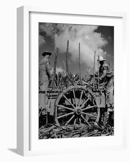 Farm Hands Working on a Sugar Cane Farm-Hansel Mieth-Framed Premium Photographic Print