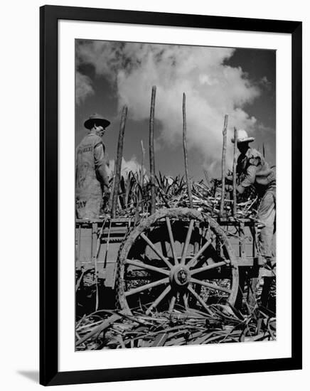 Farm Hands Working on a Sugar Cane Farm-Hansel Mieth-Framed Photographic Print