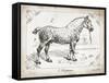 Farm Horse I-Gwendolyn Babbitt-Framed Stretched Canvas