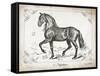 Farm Horse II-Gwendolyn Babbitt-Framed Stretched Canvas