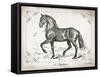 Farm Horse II-Gwendolyn Babbitt-Framed Stretched Canvas