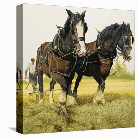 Farm Horses-David Nockels-Stretched Canvas