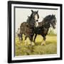 Farm Horses-David Nockels-Framed Giclee Print