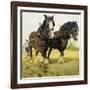 Farm Horses-David Nockels-Framed Giclee Print