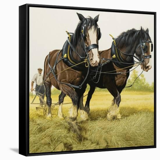 Farm Horses-David Nockels-Framed Stretched Canvas