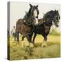 Farm Horses-David Nockels-Stretched Canvas