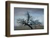 Farm House Tree-David Winston-Framed Giclee Print