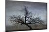 Farm House Tree-David Lorenz Winston-Mounted Art Print