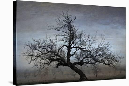 Farm House Tree-David Lorenz Winston-Stretched Canvas