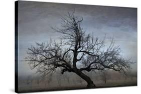 Farm House Tree-David Lorenz Winston-Stretched Canvas