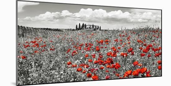 Farm house with cypresses and poppies, Tuscany, Italy-Frank Krahmer-Mounted Art Print