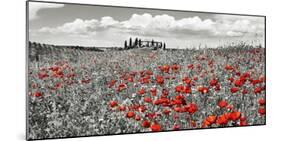 Farm house with cypresses and poppies, Tuscany, Italy-Frank Krahmer-Mounted Art Print