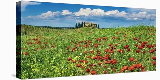 Farm house with cypresses and poppies, Tuscany, Italy-Frank Krahmer-Stretched Canvas