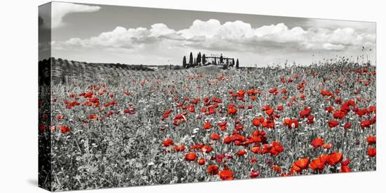 Farm house with cypresses and poppies, Tuscany, Italy-Frank Krahmer-Stretched Canvas