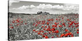 Farm house with cypresses and poppies, Tuscany, Italy-Frank Krahmer-Stretched Canvas