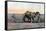 Farm Labourers Ploughing with a Camel, Caucasus, C1890-Gillot-Framed Stretched Canvas