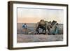 Farm Labourers Ploughing with a Camel, Caucasus, C1890-Gillot-Framed Giclee Print
