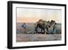 Farm Labourers Ploughing with a Camel, Caucasus, C1890-Gillot-Framed Giclee Print